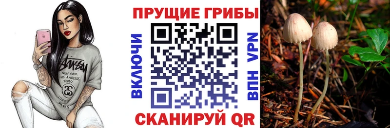 Псилоцибиновые грибы GOLDEN TEACHER купить закладку Таруса